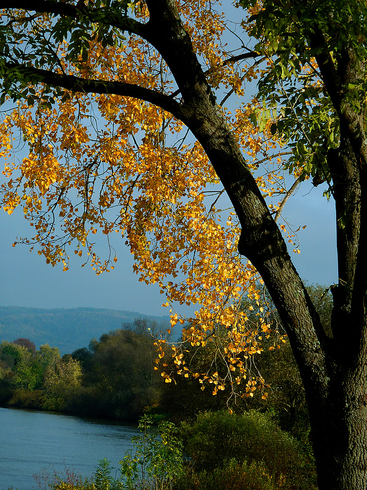 jeseň, jesenný strom, jesenné stromy, opadá lístie, jesenné farby, jesenné sfarbenie, jesenného lesa