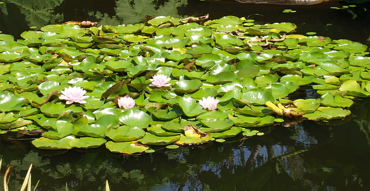 botanikus kert, víz lillies, természet, tó, liliom, természetes, vízi