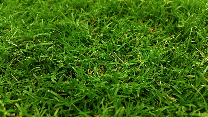 Close-up, campo, erba, campo di erba, erboso, verde, erba verde