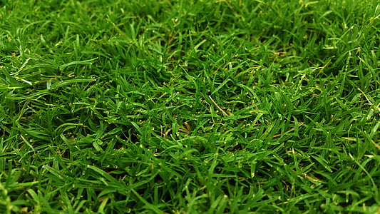 närbild, fältet, gräs, gräsplan, gräsbevuxen, grön, grönt gräs