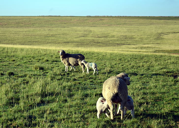 farming, lamb, sheep, livestock