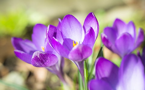violette Unschärfe, Krokus, Frühling, Blumen, lila, violett, Wiese