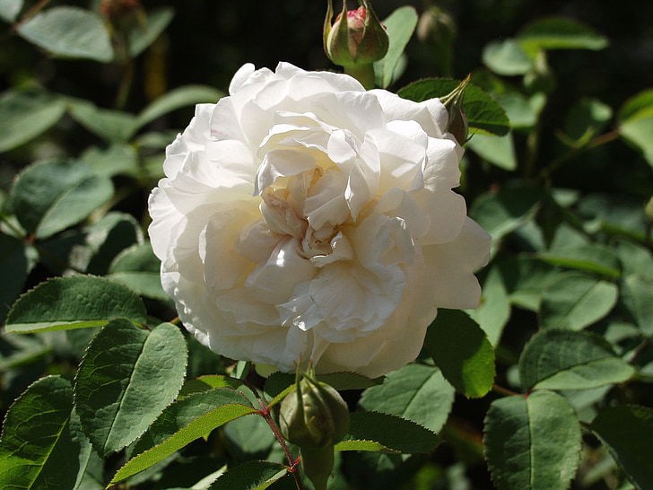 τριαντάφυλλο, άνθος, άνθιση, λευκό, φυτό, Φραγκόσυκα, Κήπος
