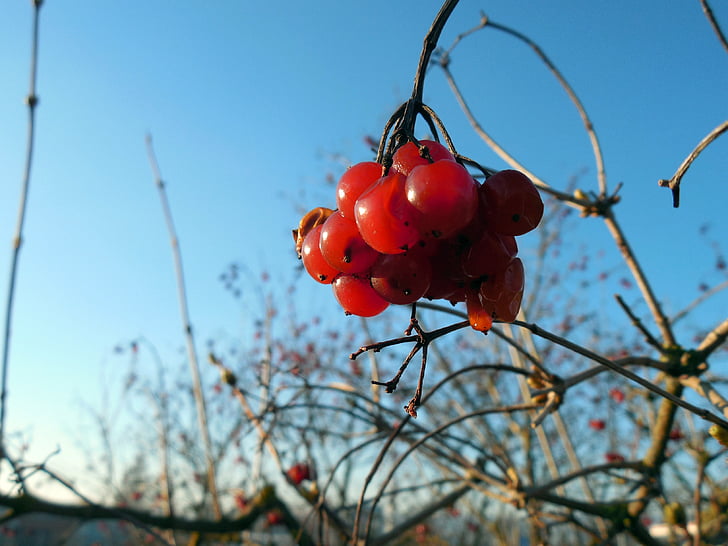 Berry, thực vật, trái cây, màu đỏ, mùa xuân, chi nhánh, Berry màu đỏ