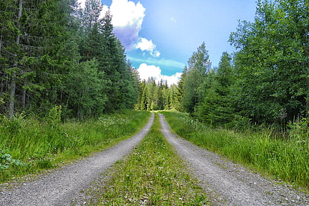 forest road, road, dirt road, forest, sweden, firs, outdoor