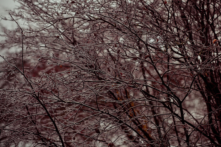 gray day, icing, ice, branch, zing rain, zing, cold