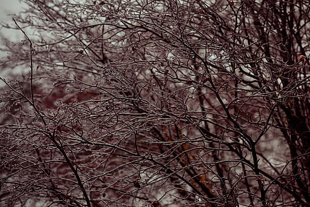 ngày màu xám, đóng băng, băng, chi nhánh, zing mưa, zing, lạnh