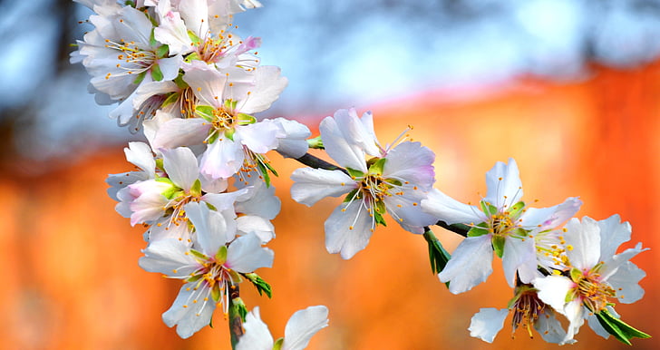 pomlad, bela, mandljev cvet