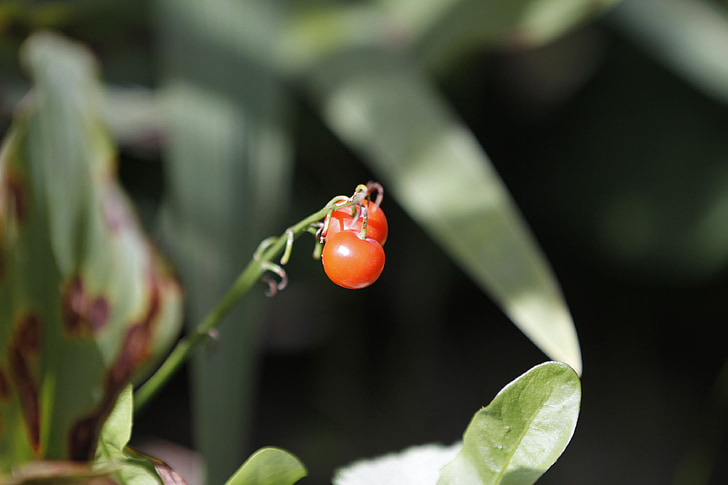 berry, plant, red, bright, rustic, nature, leaf