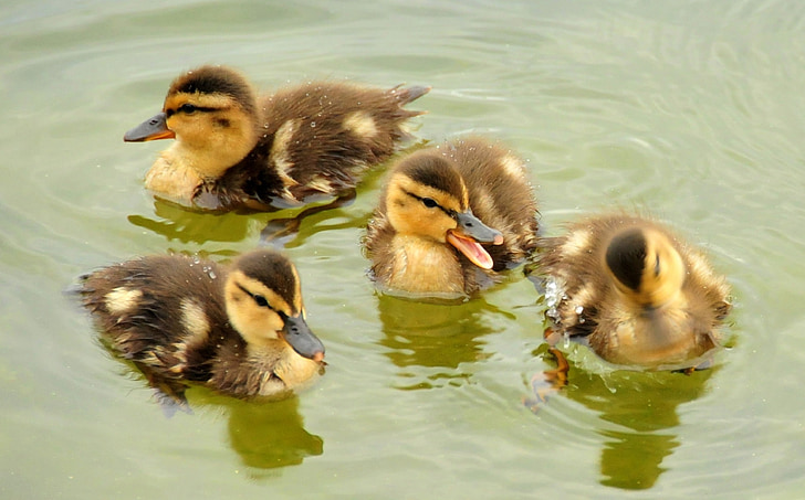 yeşilbaş ördek yavrusu, Yüzme, portre, yaban hayatı, doğa, su, bebekler