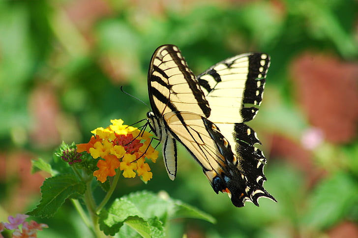 swallowtail do tigre, borboleta, rabo de andorinha, Tigre, inseto, Papilio, preto