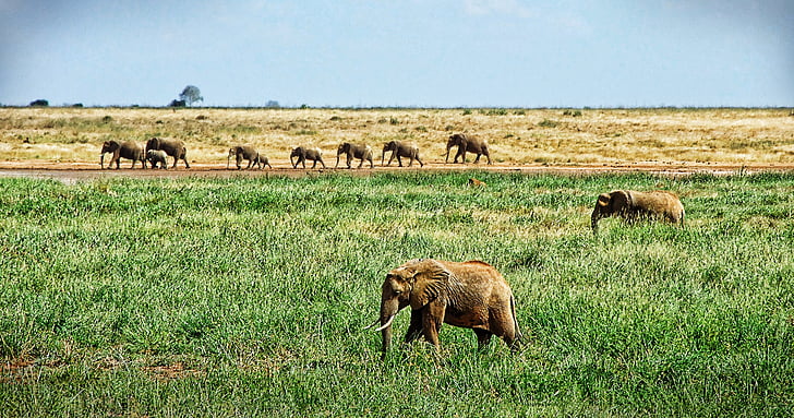 Gajah, kawanan gajah, Savannah, Safari, gajah Afrika bush, kawanan, lima besar