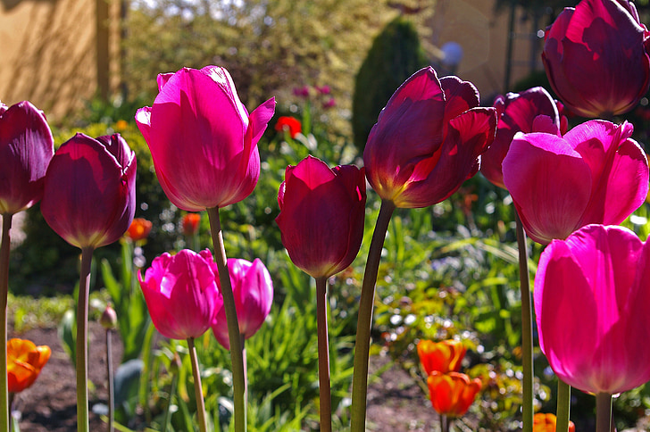 tulipes, vermells tulipes, vermell, flor, primavera, natura, flors