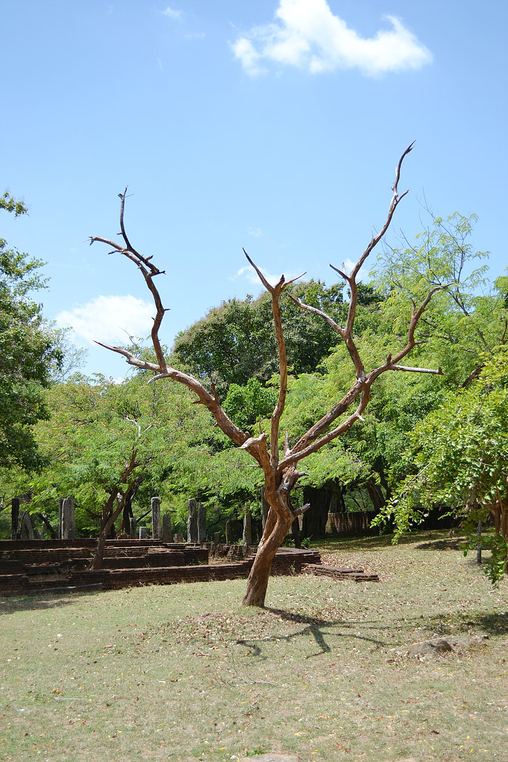l'arbre sec, arbre, branca, herba, Polonnaruwa, les antigues ruïnes, antiga