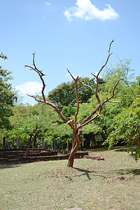 kiszáradt fa, fa, fióktelep, fű, Polonnaruwa, ősi romok, ősi