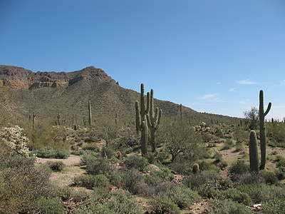 desert, cactus, nature, landscape, dry, saguaro, western