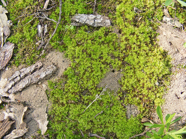 climacium, húmedo, dendroides, árbol de hoja perenne, Moss, Norte, Shady