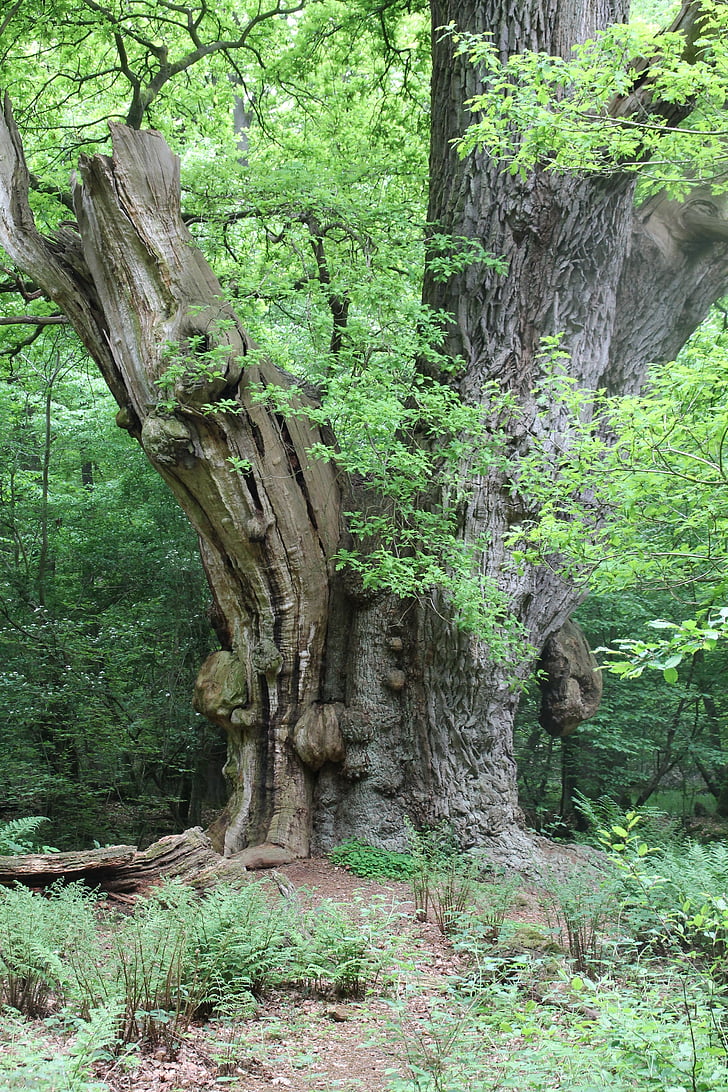 träd, Oak, naturen, Eken