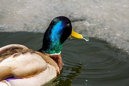 Duck, dyr, vand, vilde, fugl duck, vand fugl, kryds og tværs