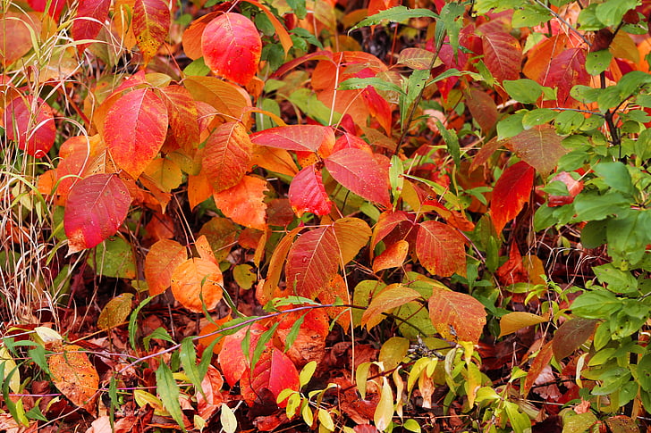 Blätter, rot, fallen, Herbst, Laub, Wald, Natur