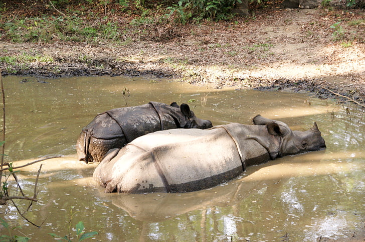 Rhino, Chitwan, Nepal, nationaal park