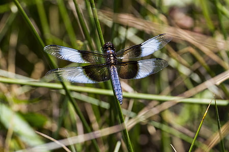 widow skimmer, skimmers, dragonfly, insect, hexapod, arthropod, animal