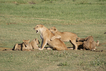 lions, africa, animals