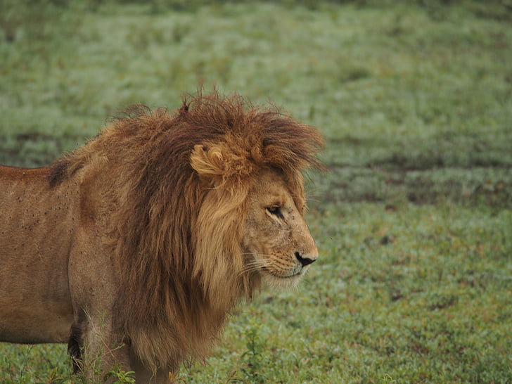Löwe, Afrika, Löwenmähne, Safari, Nationalpark, Predator, Wildkatze