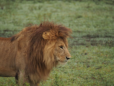 สิงโต, แอฟริกา, แผงคอของสิงโต, ซาฟารี, อุทยานแห่งชาติ, นักล่า, แมว
