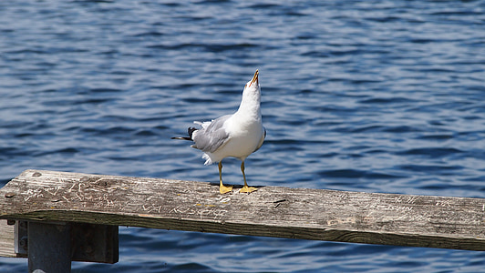 seagull, sea, water, seevogel, port, animal, gull at sea