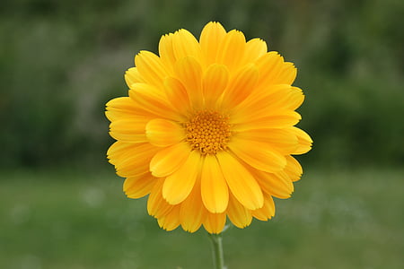 bunga, kuning, musim semi, alam, warna-warni, bunga kuning, bidang