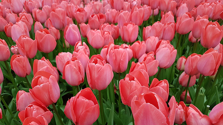 Tulip, bloem, natuur, seizoen, roze