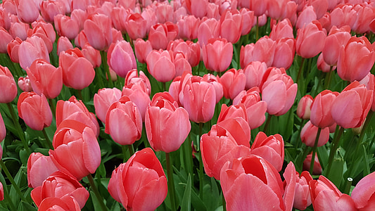 Tulip, blomst, natur, sæson, Pink