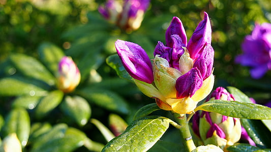 Rhododendron, ziedi, augu, rozā, dārza, closeup, makro