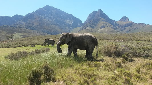elefant, Sydafrika, största djuret