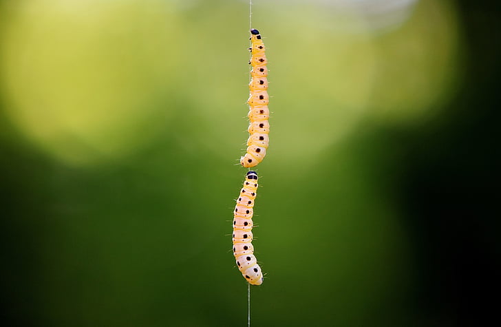 larva, traça de cera, galleriinae, Caterpillar, animal, natureza, inseto
