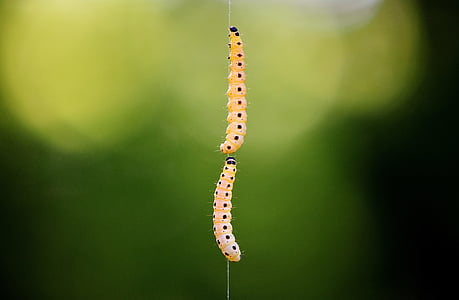 larva, traça de cera, galleriinae, Caterpillar, animal, natureza, inseto
