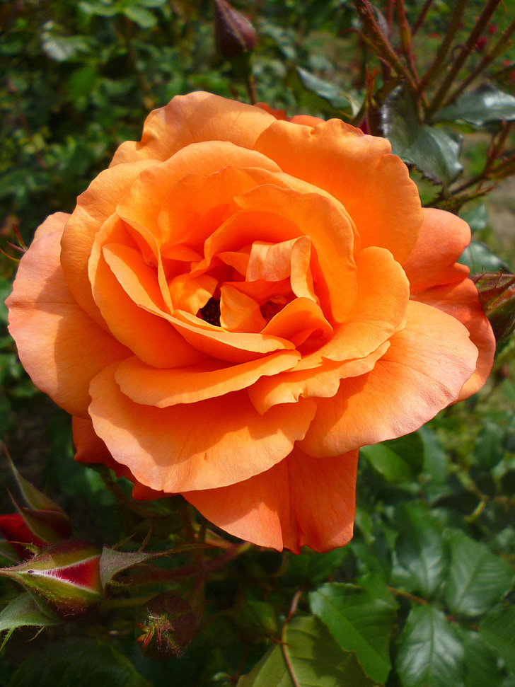 τριαντάφυλλο, πορτοκαλί, πράσινο, φύση, καλοκαιρινό λουλούδι