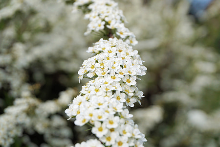 la novia spiere, flores, Blanco, Bush, arbusto ornamental, spierstrauch, Spiraea arguta