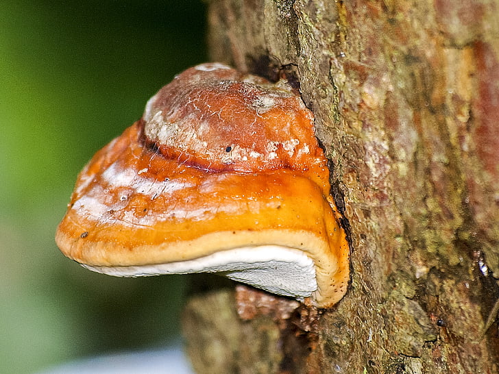 mushroom, tree fungus, log, nature, forest, tree