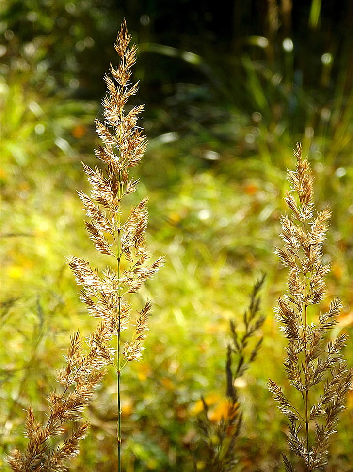 meadow, grain, color, september, grass, yellow, blade of grass