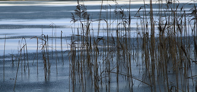 bank, lake, nature, rest, reed, pond, water