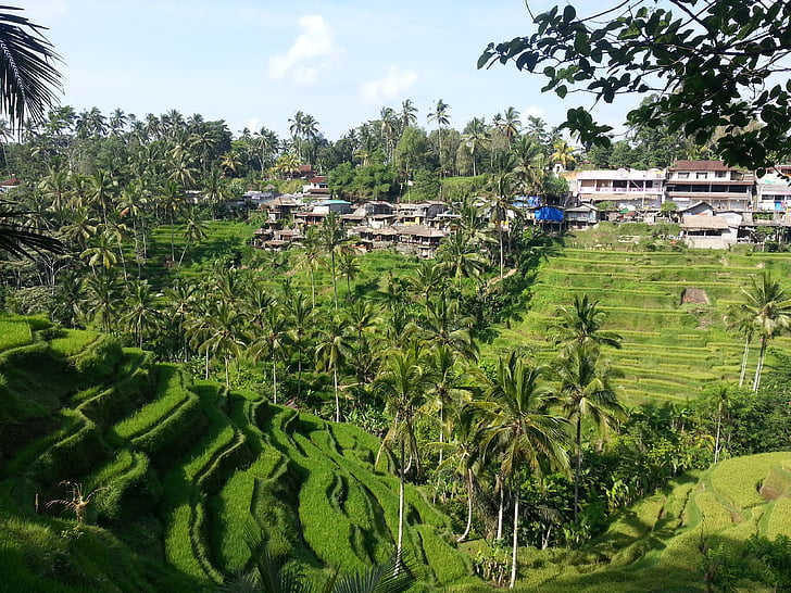Bali, Indonezija, Aziji, riž terase, polje, riž, terasa