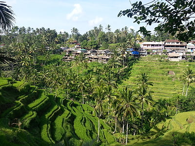 Bali, Indonésie, l’Asie, rizière en terrasse, domaine, riz, terrasse