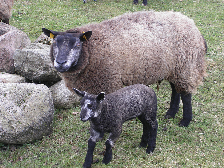 ovelhas, mamífero, Cordeiro, animal, fazenda, pecuária, lã
