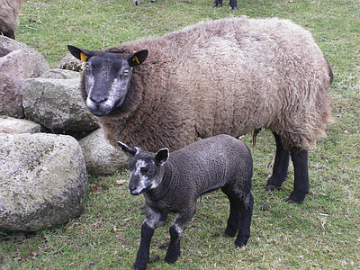 con cừu, động vật có vú, thịt cừu, động vật, Trang trại, chăn nuôi, Len