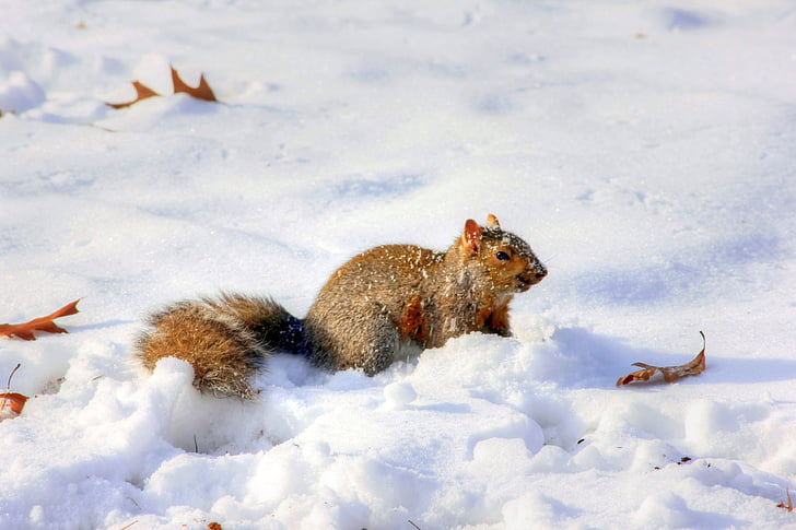 vjeverica, Zima, biljni i životinjski svijet, snijeg, sisavac, stvorenje, priroda