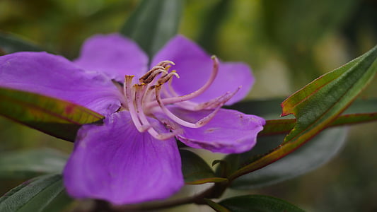 flower, violet, jardiniere, nature, purple flowers, purple flower, plant