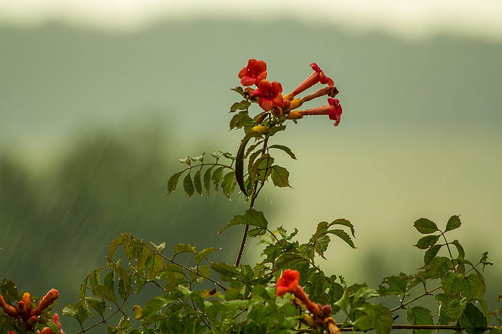 Meteo, pioggia, fiori, pianta, natura, gocce, rosso