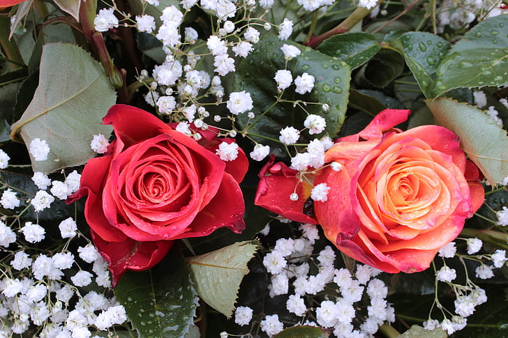 bouquet, roses, gypsophila, red roses, flowers, romance, love